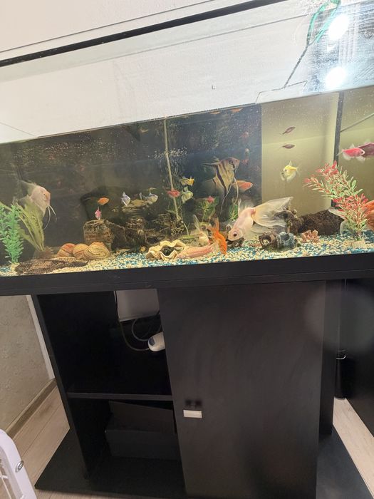 Vand acvariu pesti !