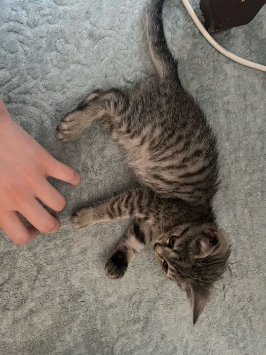 Отдаем котенка,бесплатно