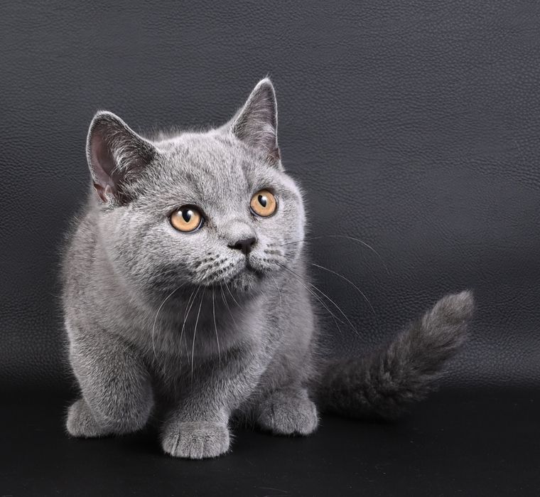 Pisicuță British Shorthair colour blue  cu pedigree
