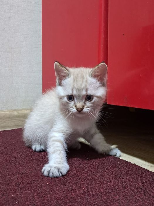 белая кошка, мальчик