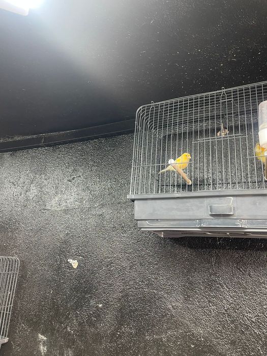 Конорейки в наличии