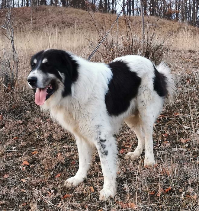 Mascul Ciobanesc de Bucovina Canisa Pomohaci
