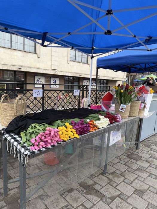 Тюльпан голландские 55-60см