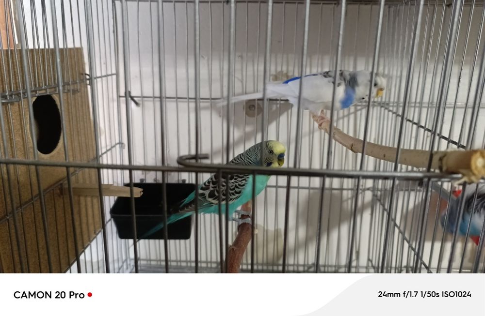 Папугай валнисти оптим