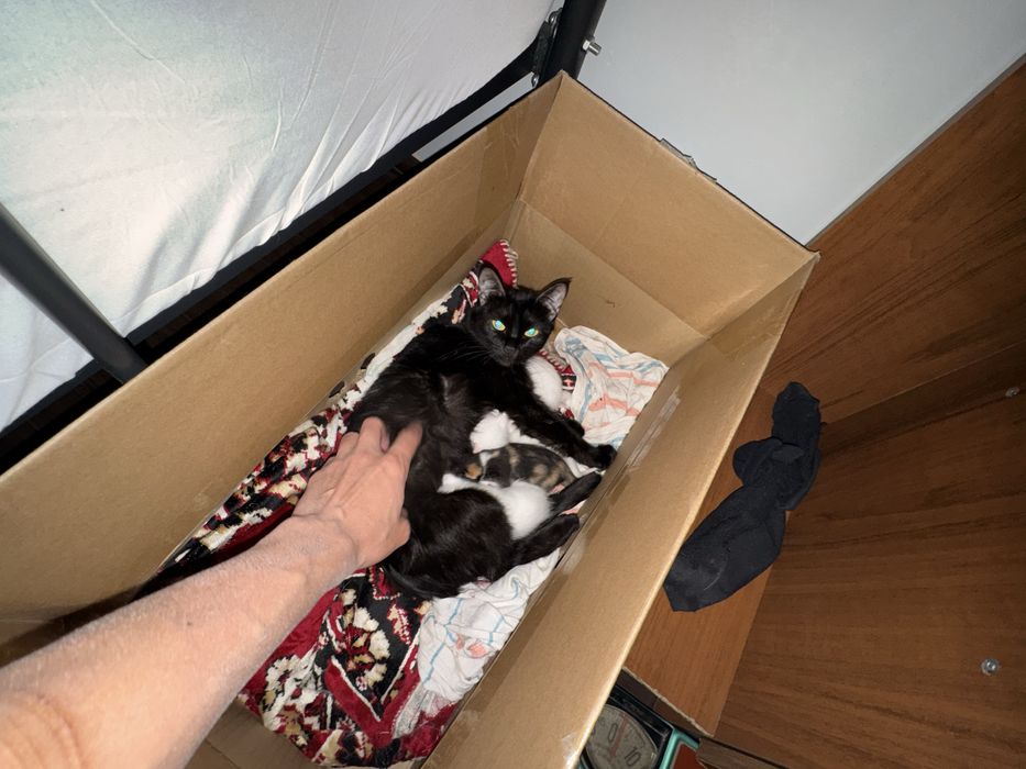 Отдам котят в добрые руки