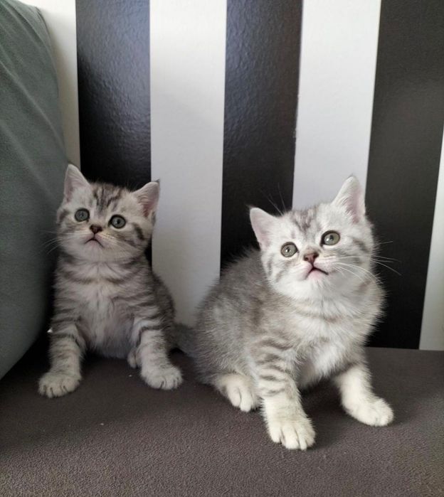 Прелестненькие Котята