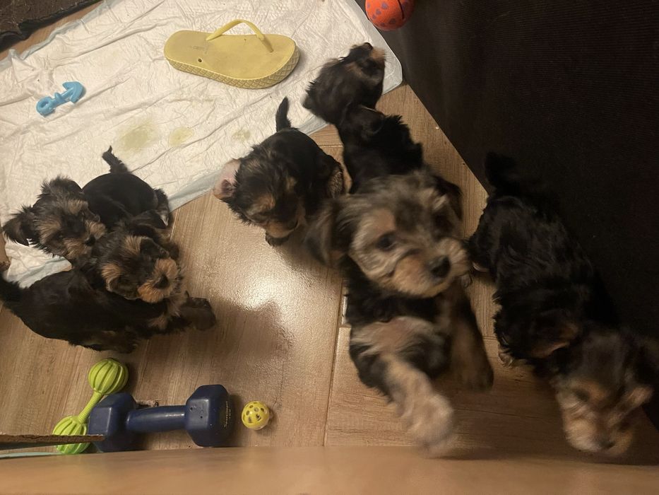 Йорита момиченца