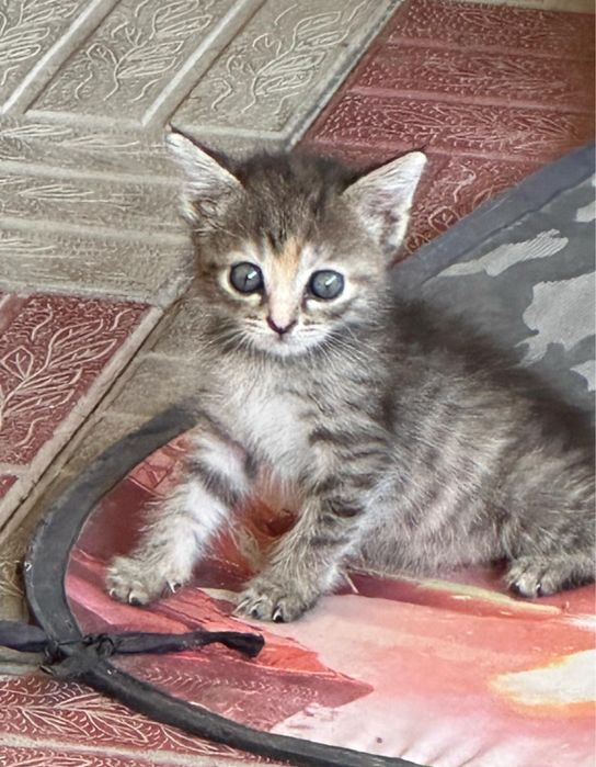 Отдадим домашних котят