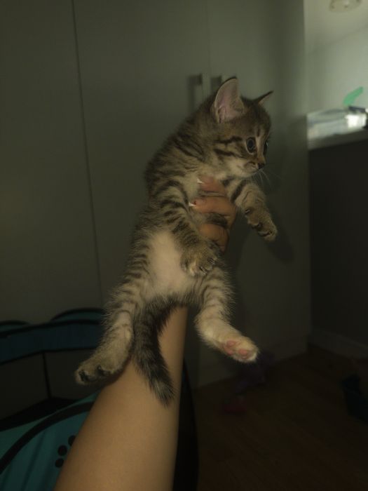 Кошка 1 месяц и 1 неделя