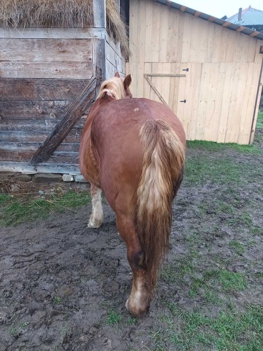 Iapă de vânzare de 14 ani