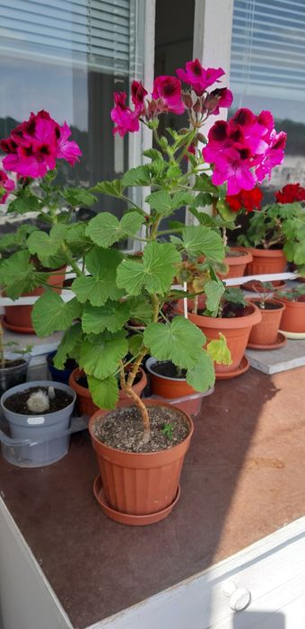 Дърво живота,амарилис,каланхое,индрише,мушкато,хлорофитум,традисканция