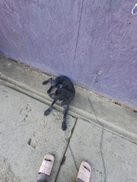 vand caine pentru trufe