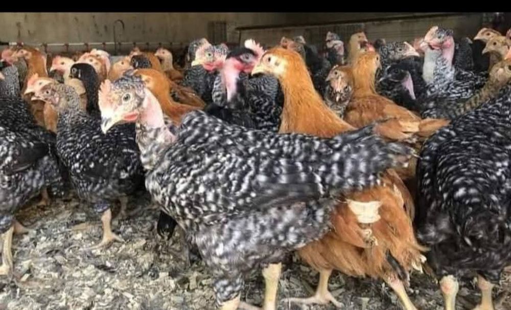 Pui,rate,gaini,Bibilici