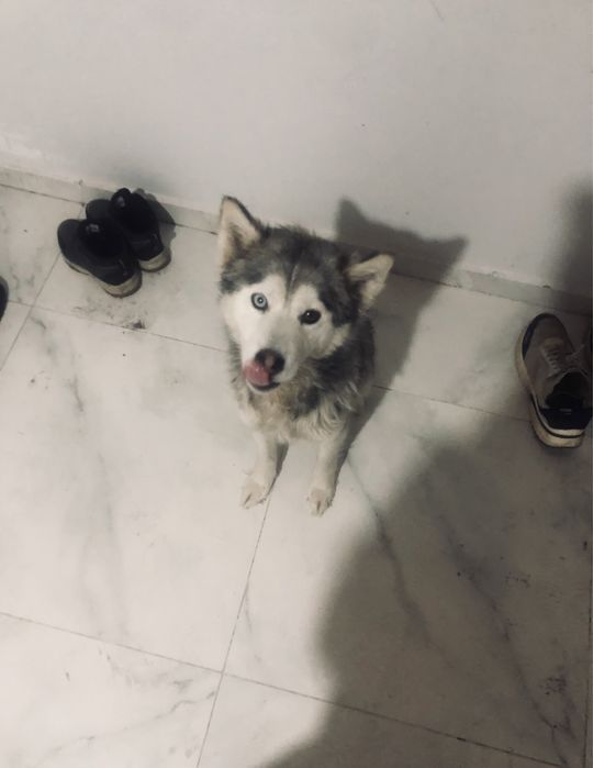 Хаски сабака девочка умная красивая