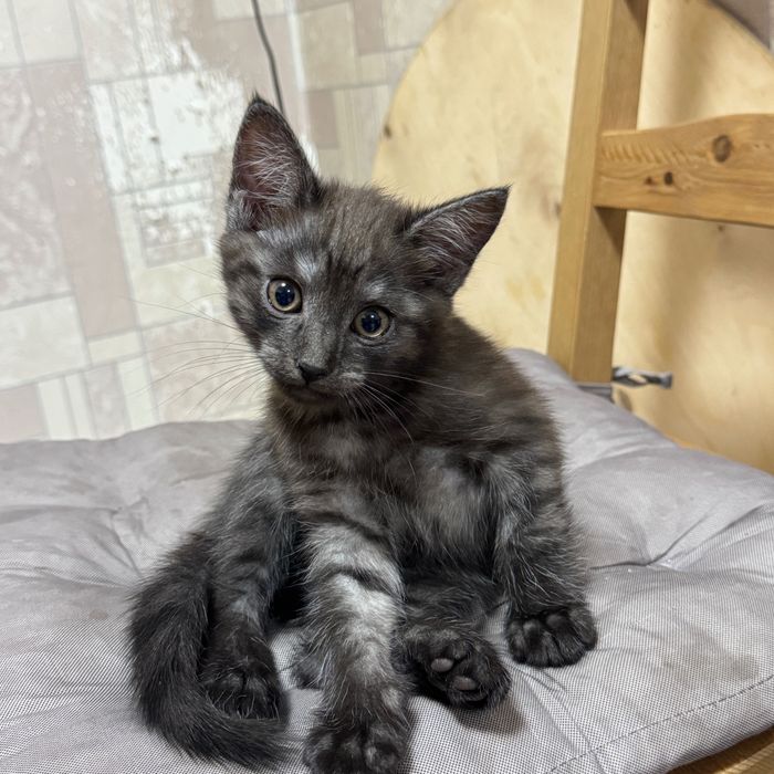 Котенок ищет свою семью