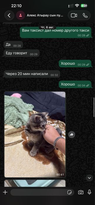Продам Шотландского котенка