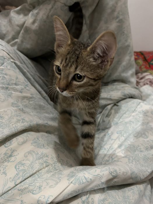 Котенок.Марғау мальчик