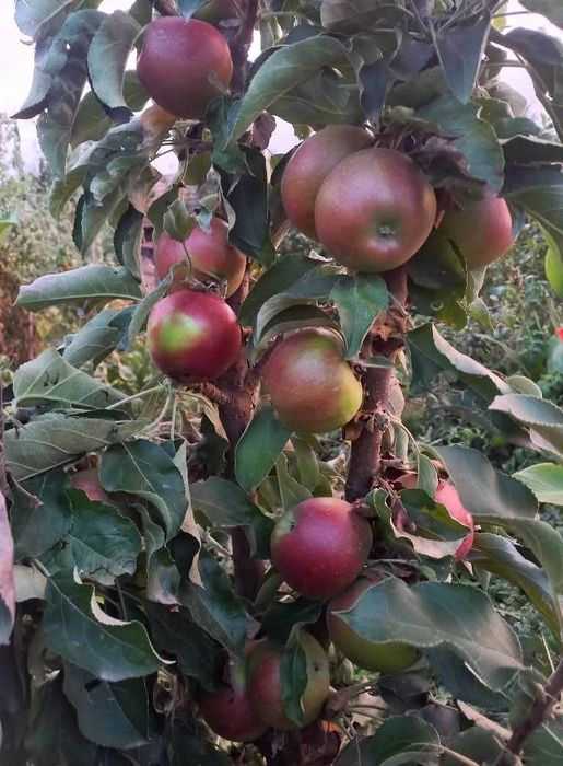 Pomi fructiferi certificati