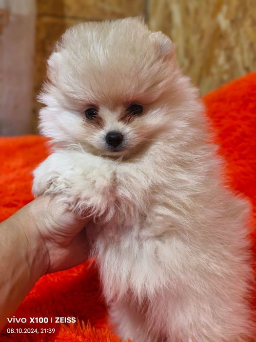 Очаровательные щенки шпица.