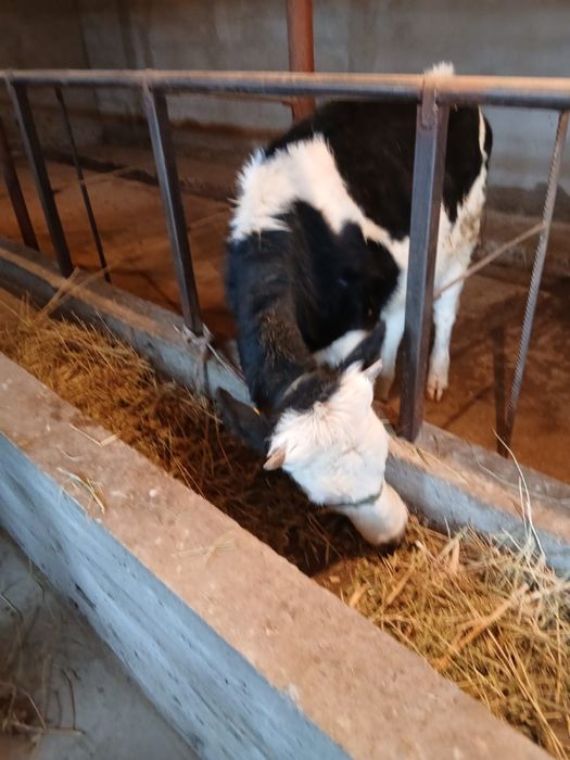 Таналар сатылады .