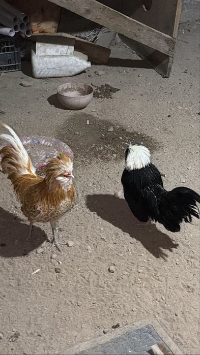 Куры редкие молодые