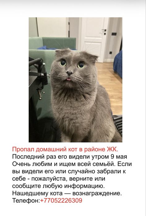 ПРОПАЛ КОТ‼️‼️‼️Нашедшему щедрое вознаграждение