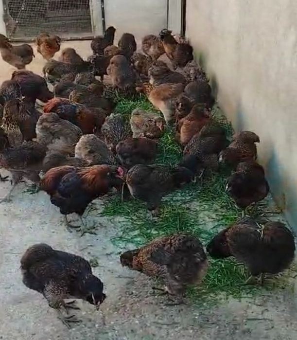 Vând puisori Araucana Australorp si de Casa.Trimit în tara!