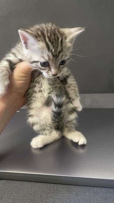 Отдаю котят в добрые руки