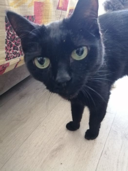 Кошку заберите милую