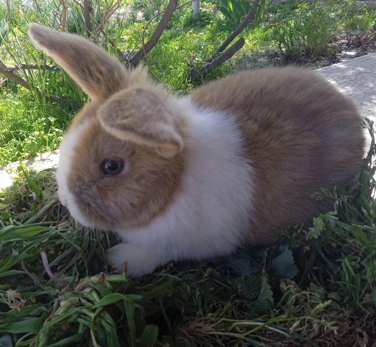 Декоративные висхоухие  кролики. Милые ручные готовы к продаже 6 шт