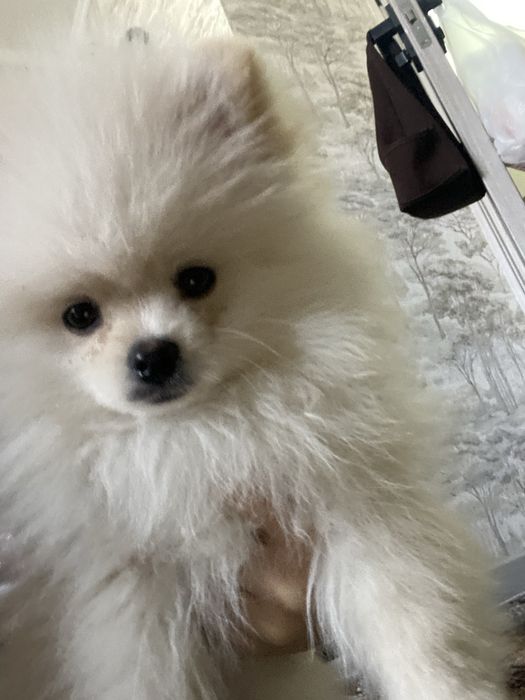 маленький щенок, шпиц