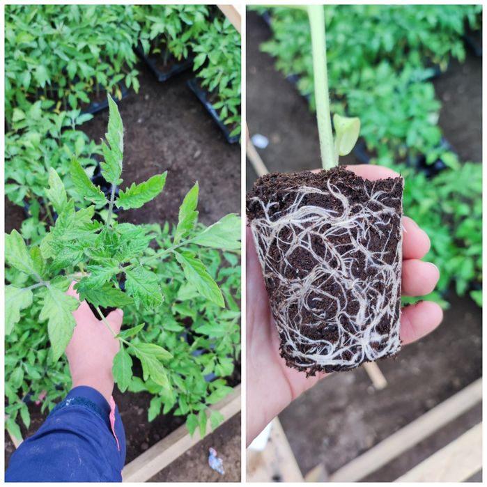 Rasaduri rosii diverse soiuri