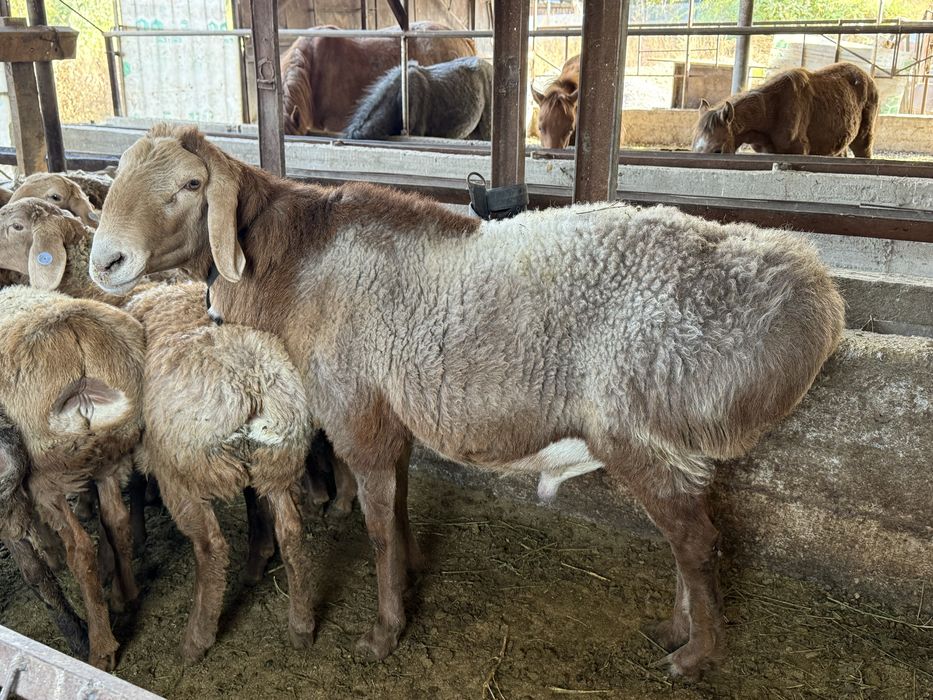 Кошкар гиссар на племя