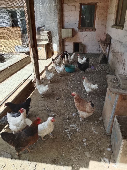 Продам домашних кур