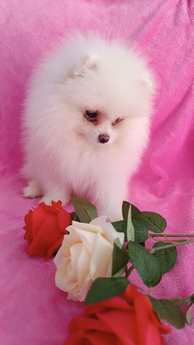 Мини малышка щенок