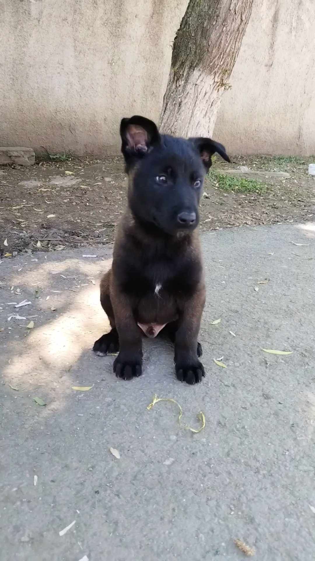 Ciobanesc belgian malinois Otopeni • OLX.ro