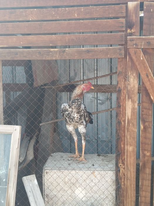 Дакан қораз сатамын