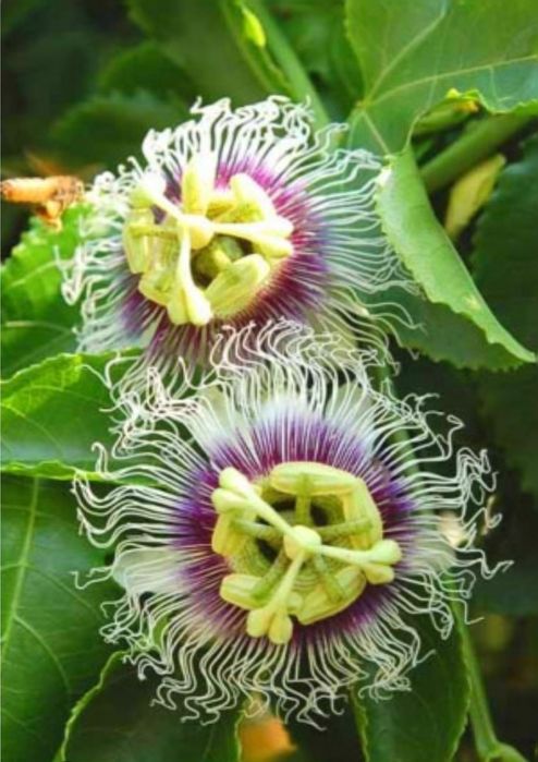 Продается Пассифлора