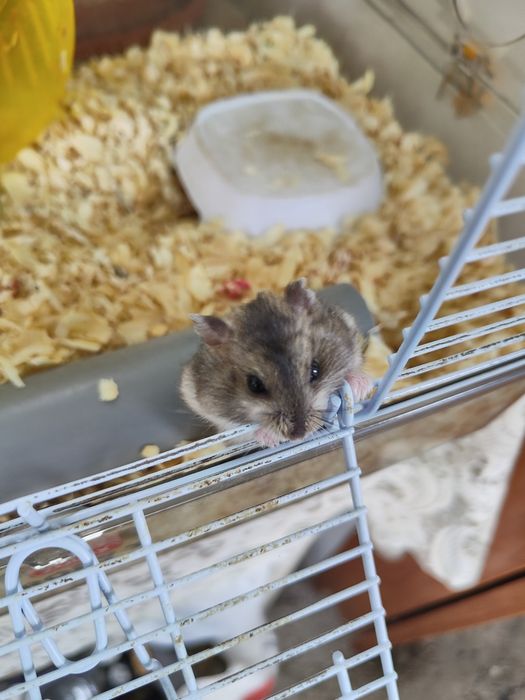 Vând hamsteri siberieni!
