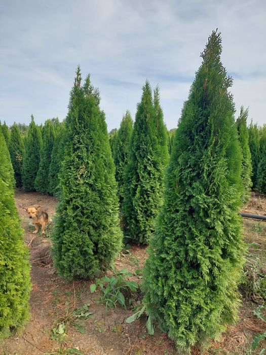 Tuia smaragd tuia leylandy poze reale