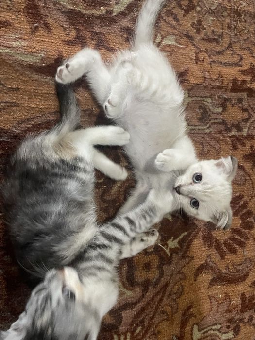 Отдам котят в добрые руки