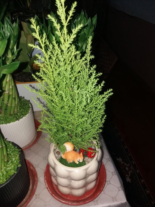 Продается растения бамбук