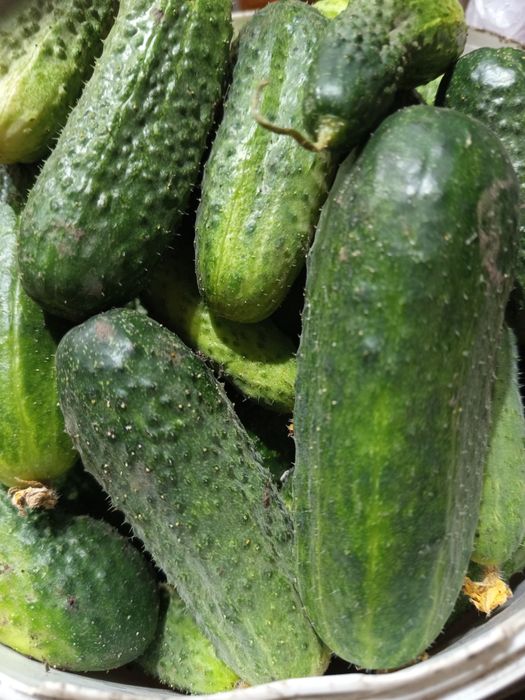 Продам огурцы дачные