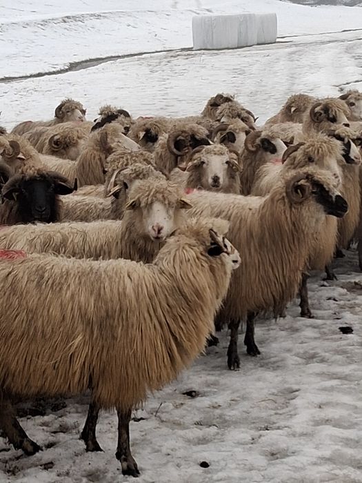 De vânzare 70 de oi bune de tinut