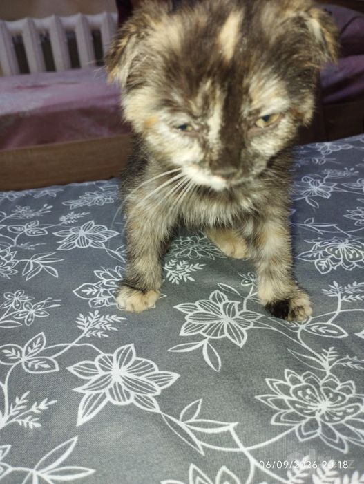 Продаетса Вислоухий Котенок