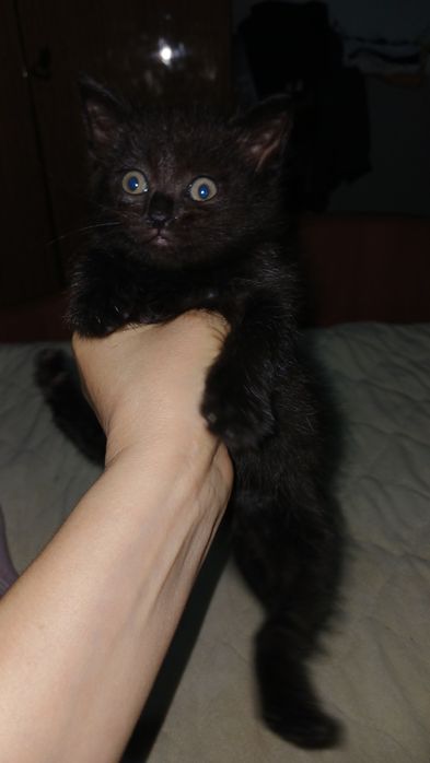 Отдам породистых котят,2 девочки