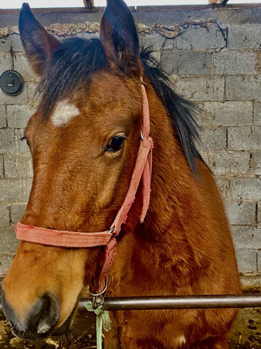 Тай полукров.