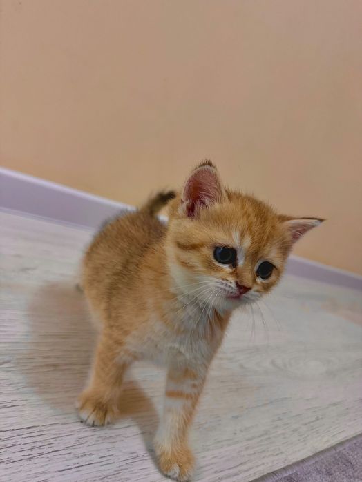 Продаются котята породы Голд Шиншила (Gold shinshila)