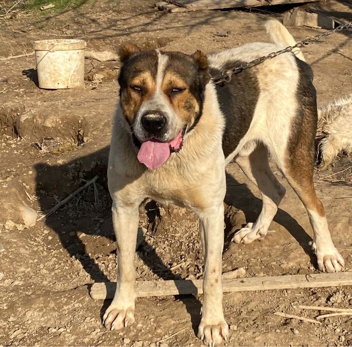 Казакы тобет ит