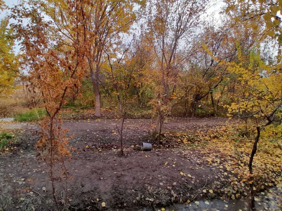 САЖЕНЦЫ. Көшеттер.